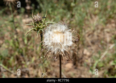 close up of a Silybum eburneum Milk Thistle. Photographed in Israel in May Stock Photo