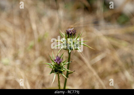 close up of a Silybum eburneum Milk Thistle. Photographed in Israel in May Stock Photo