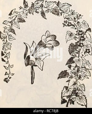 Connon Or English Names Of Flowers A Very Complete List Of These Will Be Found On Page 99 Pulon Dkummondi Nana Compacta Stock Photo Alamy
