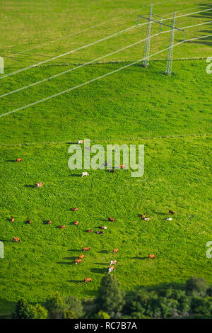 Aerial view of flock of sheep grazing Stock Photo - Alamy