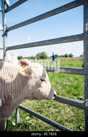 Young cow in cage Stock Photo