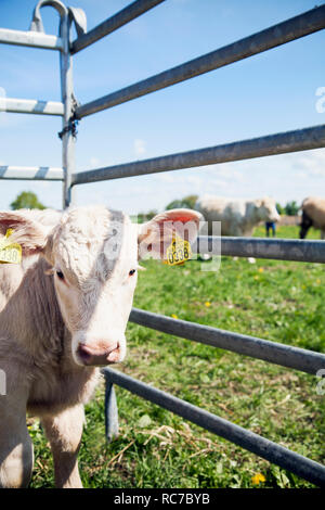 Young cow in cage Stock Photo