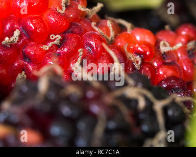 Select focus of red and purple Mulberry the background is a group of mulberries. Steam is attached to the mulberry. Concept of nature for texture back Stock Photo