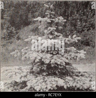 . Dreer's garden book / Henry A. Dreer.. Nursery Catalogue. Picea Pungens Glaura Knsteri Abies Concolor {White Fir). One of the most beautiful of all the Firs, thriving in most locations. Forms a broad pyramidal tree with gray-green needles. Plants 18 to 24 inches high, $2.50 each. Biota Aurea Nana (Berkman's Golden Arborvitae). A gem for dwarf planting, compact, oval shape, warm golden yellow foliage; especially good for formal work and edging. Plants 15 to 18 inches high, $1.25 each. Chamaecyparis Filifera (Thread Cypress). The long, thread- like branches are very pendulous, with the lateral Stock Photo