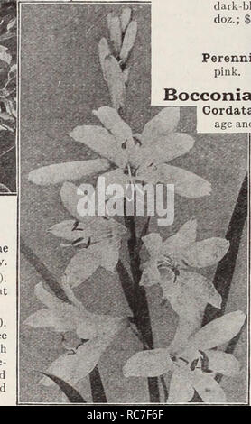 . Dreer's garden book / Henry A. Dreer.. Nursery Catalogue. ASTTLBE Artemisia A most useful class of plants, either for the border or for filling in among the shrubbery. Abrotanum (Old Man or Southernwood). Dark green finely cut foliage with pleasant aromatic odor. 18 inches. Lactiflora (Hawthorne Scented Mugworl). A most effective plant of strong, free growth, 3| to 4J feet high, terminated with great panicles of Astilbe-like Hawthorne- scented creamy white flowers produced from the latter part of August to the end of September. Asperula (Sweet Woodruff) Odorata. A sweetly scented herb growin Stock Photo