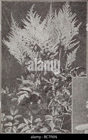 . Dreer's garden book / Henry A. Dreer.. Nursery Catalogue. j HARDY PERENNIAL PIANTS I,. ASTTLBE Artemisia A most useful class of plants, either for the border or for filling in among the shrubbery. Abrotanum (Old Man or Southernwood). Dark green finely cut foliage with pleasant aromatic odor. 18 inches. Lactiflora (Hawthorne Scented Mugworl). A most effective plant of strong, free growth, 3| to 4J feet high, terminated with great panicles of Astilbe-like Hawthorne- scented creamy white flowers produced from the latter part of August to the end of September. Asperula (Sweet Woodruff) Odorata.  Stock Photo
