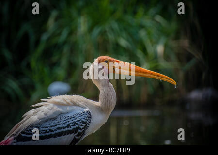 Painted stork drinking water Stock Photo