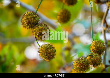 Mystical forest - close up of lush green leafs Stock Photo