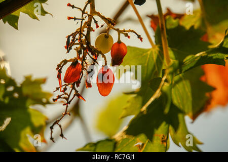 Mystical forest - close up of lush green leafs Stock Photo