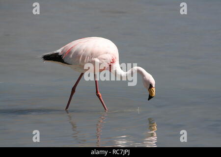 Flamingoes on Laguna Blanca Stock Photo