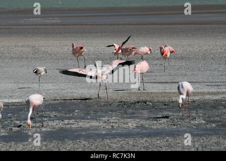 Flamingoes on Laguna Blanca Stock Photo