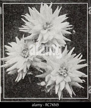 . Dreer's hundredth anniversary 1938 specialties and novelties. Flowers Seeds Catalogs; Vegetables Seeds Catalogs; Nurseries (Horticulture) Catalogs; Gardening Equipment and supplies Catalogs. Dreer's Select Dahlias The varieties which we offer have been chosen with special care. They have been thoroughly tested and may be depended upon to give the utmost satisfaction to the home gardener. Among the varieties you will recognize a number of consistent prize winners at the flower shows. Realizing the deserved popularity of the Miniature and Pompon types we have given them special attention. The  Stock Photo