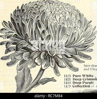 . Dreer's garden calendar : 1903. Seeds Catalogs; Nursery stock Catalogs; Gardening Equipment and supplies Catalogs; Flowers Seeds Catalogs; Vegetables Seeds Catalogs; Fruit Seeds Catalogs. Dreer's Superb Asters. Of the general beauty of these flowers it is unnecessary to speak; the immense world-wide demand for them shows their adaptability for any climate; and coming into bloom, as they do, when most other flowers are fading away, enhances their value. For the best results the ground for the cultivation of Asters cannot be too richly prepared, although they will give satisfactory returns on  Stock Photo