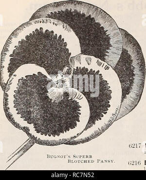 . Dreer's garden calendar : 1899. Seeds Catalogs; Nursery stock Catalogs; Gardening Equipment and supplies Catalogs; Flowers Seeds Catalogs; Vegetables Seeds Catalogs; Fruit Seeds Catalogs. DREER'S RELIABLE FLOWER SEEDS.. PANSIES. Bug.n'ot's Superb Blotched GIANT TRIMARDEAU VARIETIES. The largest flowering of all Pansies ; robust growers good range of colors (See cut.) PER PKT. 6244 Giant, Striped 6255 Black . 6257 White . 6256 Yellow . 6219 Mixed . This attractive plant is too well known to require any description, as it is a favorite with all; the seed can be sown from September to March. Th Stock Photo