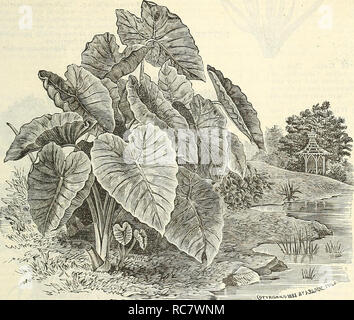 Caladium Esculentum Caladium Elephant S Ear One Of The Most Effective Plants In Cultivation For The Flower Border Or For Planting Out Upon The Lawn It Will Grow In Any Good Garden