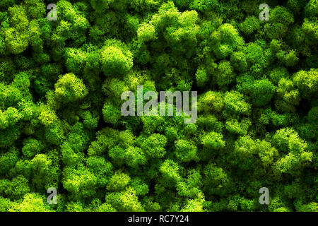 Green Decorative Moss Texture Background Stock Photo by ©Varavin88 313177258