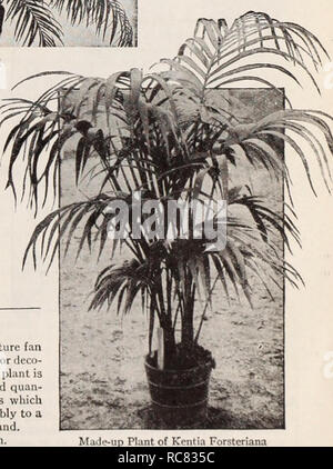 . Dreer's garden book / Henry A. Dreer.. Nursery Catalogue. Kentia Forsteriana (Made-up Plants). These are specimens made by planting several plants to- gether; very useful and decorative. Inches high Each 5- inch pots 20 $2 50 6- inch pots 30 4 00 7- inch tubs 36 7 50 7- inch tubs 40 10 00 8- inch tubs 42 12 50 8-inch tubs 45.. 10-inch tubs 48.. 10-inch tubs 54.. 12-inch tubs 60.. 12-inch tubs 66. , ... 15 00 ... 20 00 ...25 00 ...35 00 ... 50 00 14-inch tubs 72 75 00 Phoenix canariensis. We have a nice stock of this useful decorative Palm. Each 7- inch pots, 22 to 24 inches high $3 01) 8- in Stock Photo