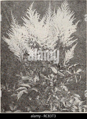 . Dreer's garden book / Henry A. Dreer.. Nursery Catalogue. 130 /pEfflflfl^!^ Artemisia A most useful class of plants either for the border or for 611ing in among the shrubbery. Abrotanum (Old Man or Southernwood). Finely cut, dark green foliage with pleasant aromatic odor. 18 inches. Lactiflora (Hawthorne Scented Mugworl). A most effective plant of strong, free growth, 31 to 4 J feet high, terminated by great panicles of Astilbe-like, Hawthorne-scented, creamy white flowers from the latter part of August to the end of September. Silver Beauty. A beautiful new variety of striking appearance. T Stock Photo