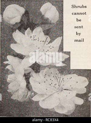 . Dreer's garden book / Henry A. Dreer.. Nursery Catalogue. Magnolia Soulangeana Magnolia Soulangeana. A hardy Chinese species which, while shrub-like in its young growth, attains the size of a tree in time. Its flowers, which are produced early in spring, are cup-shaped, 3 to 5 inches in diameter. They are white inside, flushed with purple outside. Bushy plants, 3 to 4 feet. $4.00 each. Stellata (Star Magnolia). The earliest to flower. A dwarf species forming a symmetrical rounded bush 8 to 10 feet high producing pure white, delicately scented, semi-double, gracefully formed, attractive flowe Stock Photo