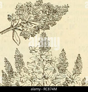 . Dreer's garden calendar : 1886. Seeds Catalogs; Nursery stock Catalogs; Gardening Catalogs; Flowers Seeds Catalogs; Gardening Equipment and supplies Catalogs. . Please note that these images are extracted from scanned page images that may have been digitally enhanced for readability - coloration and appearance of these illustrations may not perfectly resemble the original work.. Henry A. Dreer (Firm); Henry G. Gilbert Nursery and Seed Trade Catalog Collection. Philadelphia, Pa. : Henry A. Dreer Stock Photo