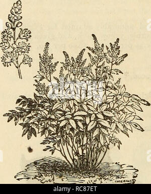 . Dreer's garden calendar : 1883. Seeds Catalogs; Nursery stock Catalogs; Gardening Catalogs; Flowers Seeds Catalogs. 100 DREER'S GARDEN CALENDAR. AMARYLLIS. Splendid flowering bulbs, suitable for the green-house or room culture. They should be grown in pots, well drained, in a soil of equal parts of peat, leaf-mould and loam. They produce showy lily-shaped flowers, from two to ten on a stalk. Aulica. Dark crimson, large and fine. $2.50. Formosissima (Jacobaea Lily). Crimson-velvet color, flowering early in the summer. The flowers have a most graceful and charming appearance. To be planted out Stock Photo