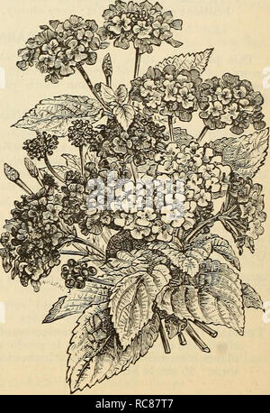 . Dreer's garden calendar : 1880. Seeds Catalogs; Nursery stock Catalogs; Gardening Catalogs; Flowers Seeds Catalogs. IXORA. Exceedingly showy plants, bearing large clusters of splendid flowers in white, rose, orange, etc., which remain a long time in bloom during the winter and spring months. Blanda. White. 50 cts. I Javanica. Orange. 50 cts. Crocata Eutilans. Salmon. 75 cts. | Rosea. Rose. 50 cts. JASMINUM. Geandifloeum. This favorite variety, known as the Catalonian Jasmine, is a valuable winter- blooming sort. The flowers are pure white, and deliciously fragrant. 25 cts. Grand Duke of Tusc Stock Photo