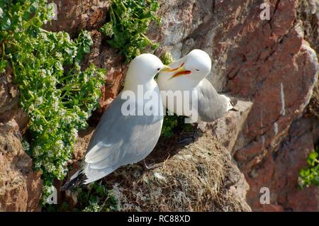 Common Gulls (Larus canus linnaeus), near Barents Sea, Russia, Arctic Stock Photo