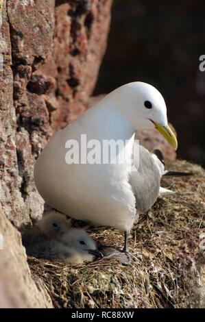 Common Gull (Larus canus linnaeus) on nest with young, near Barents Sea, Russia, Arctic Stock Photo