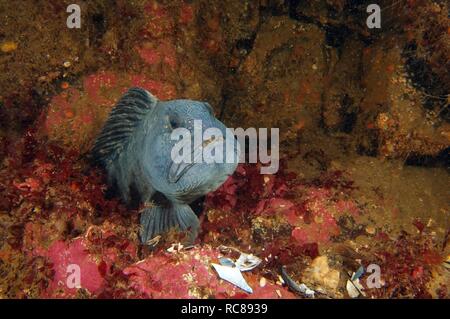 Atlantic Catfish (Anarhichas lupus), Kareliya, Karelia, White Sea, north Russia, Arctic Stock Photo