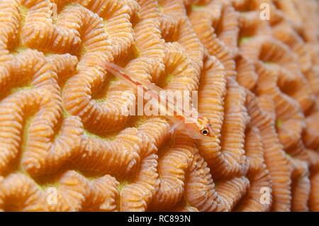 Sea whip goby (Erythrops goby, Bryaninops erythrops), coral reef, Red Sea, Egypt, Africa Stock Photo