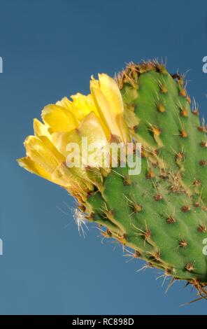 Blossoming Prickly pear cactus (Opuntia littoralis), Tunis, Africa Stock Photo