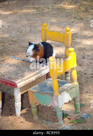Guinea pig (Cavia porcellus) sitting on miniature chair at a miniature table, Tunis, Africa Stock Photo