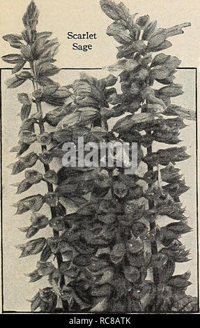 Lantana Radiation We Take Pleasure In Offering The Follow