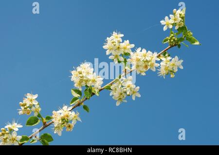 Blossoming Wild cherry (Prunus avium), Ukraine, Eastern Europe Stock Photo
