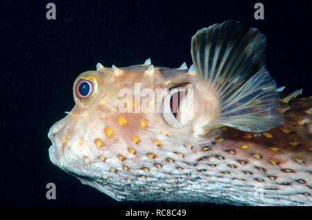 Orbicular Burrfish (Cyclichthys orbicularis), Red Sea, Egypt, Africa Stock Photo