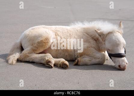 White pony foal, Odessa, Ukraine, Eastern Europe Stock Photo