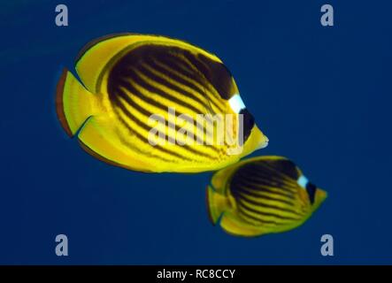 Striped fish butterfly, butterflyfish (Chaetodon fasciatus), Red Sea, Egypt, Africa Stock Photo