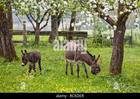 Donkey (Equus asinus) with foal in orchard, spring, Bavaria, Germany Stock Photo