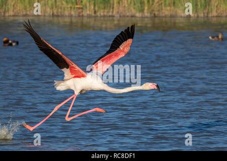 American flamingo (Phoenicopterus ruber) departing, summer, Camargue, France Stock Photo