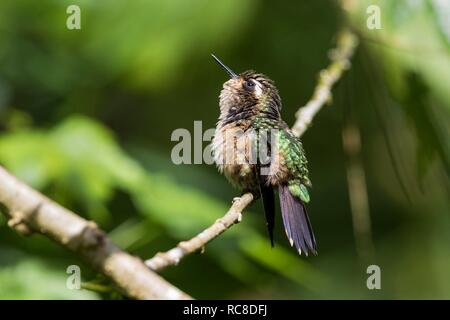 Speckled Hummingbird (Adelomyia melanogenys), sunbathing, rainforest, cloud forest, northern Ecuador, Ecuador Stock Photo