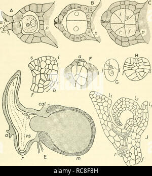. Embryogenesis in plants. Embryology. Fig. 36. Embryogeny in heterosporous ferns A, PUulaiia globiilifera. Archegoniuni in longitudinal median section containing recently fertilised ovum; the archegoniuni (a) is shown in what is probably its natural orientation. B-D, Marsilea vestita. Stages in the development of the em- bryo, showing the differentiation of the shoot (,v), leaf (/), root (/•), and foot (/) regions; p, prothallus. E, Pilnlaria globiilifera. Fully developed embryo in l.s., still attached to the prothallus and megaspore {in), and enclosed in the calyptra {cal) vs, vascular stra Stock Photo