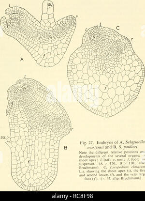 . Embryogenesis in plants. Embryology. Fig. 27. Embryos of A, Selaginella martensii and B, S. poulteri Note the ditferent relative positions and developments of the several organs; s, shoot apex; /, leaf; r, root; /, foot; su, suspensor. (A x 150; B x 130; after Bruchmann). C, Lycopodiiun clavatitm. L.s. showing the shoot apex (s), the first and second leaves (/), and the very large foot (/). (X 67, after Bruchmann.). Please note that these images are extracted from scanned page images that may have been digitally enhanced for readability - coloration and appearance of these illustrations may  Stock Photo