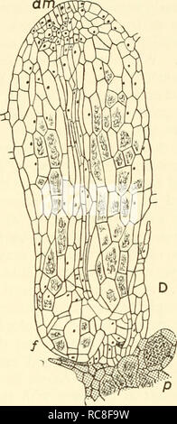 . Embryogenesis in plants. Embryology. Fig. 20. Psilotum triquetrum A-D, Stages in the embryonic development as seen in longitudinal section; I-I, first partition wall; a, neck of archegonium; s, shoot segment; /, foot segment; aw, apical meristem. (A-C, x 137; D, x 50; after Holloway). to the Psilophytales, e.g. the rootless, leafless fossils, Rhynia and Psilophytoih it has been generally accepted that the living Psilotales, of which no immediate or direct fossil ancestors are known, are simple and primitive plant organisations which have remained relatively unchanged over vast periods of tim Stock Photo