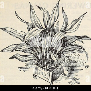 . Dreer's garden book 1932. Seeds Catalogs; Nursery stock Catalogs; Gardening Equipment and supplies Catalogs; Flowers Seeds Catalogs; Vegetables Seeds Catalogs; Fruit Seeds Catalogs. ^GARDEN* GREENHOUSE PLANTS,. Aspidistra Lurida Aspidistra Lurida. One of the easiest decorative plants to grow. A most useful house plant, thriving in a hallway or a comparatively dark place in the room where nothing else will succeed. 5-inch pots, $2.00; 6-inch pots, $2.50 and 7-inch pots, $3.50 each. Specimen plants, 8-inch tubs, $6.00 each. —Variegata. The dark green leaves are striped with white. 5-inch pots, Stock Photo