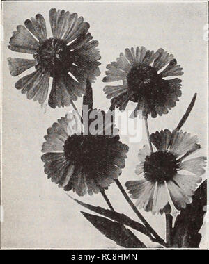 . Dreer's garden book / Henry A. Dreer.. Nursery Catalogue. Practical Landscape Gardening (Cridland). Of value to the owner of the moderate sized suburban home. $2.50 per copy, postpaid.. Helentum (Helen's Flower) New Miniature Sunflowers Helenium (Helen's Flower) Strong-growing hardy perennials, 3 to 5 feet, succeeding in any soil, and useful in the hardy border, giving an enormous crop of flowers in late summer. (See cut.) per pkt. 2711 Autumnale Superbum. Golden-yellow flowers. Special pkt., 40 cts $0 10 2713 Riverton Gem. Flowers opening old gold, chang- ing as they mature to wallflower re Stock Photo