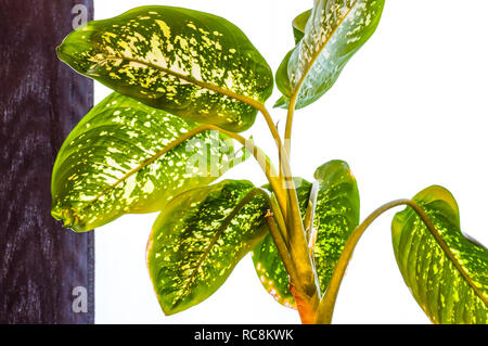 Vibrant green leaves with white spots of Dieffenbachia plant growing on black and white background. It is a genus of tropical flowering plants in the  Stock Photo