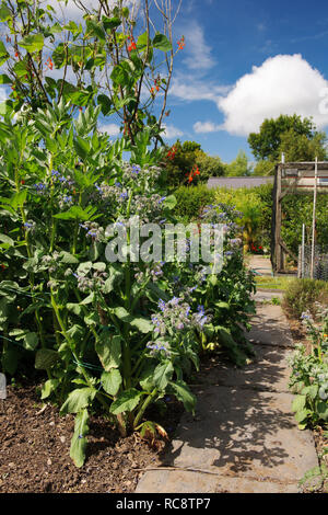 Self sown Borage plants growing along path edge in vegetable garden. Stock Photo