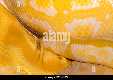 Albino Burmese python (Python bivittatus) Stock Photo