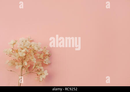 dried hydrangea flowers garden woman decor, looking into frame, happy,  smiling. Portrait of happy man among natural decoration of flowers. Florist  is Stock Photo - Alamy