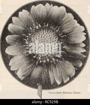 . Dreer's garden book / Henry A. Dreer.. Nursery Catalogue. ^SPECIALTIES IN FLOWER SEEM. Gaillardia Portola Giant New Double Hollyhock 2792 Imperator. A striking departure from the type, which arrests the attention of the beholder. Bearing flowers 5j to 6j inches across, outer petals wide, elegantly frilled and deeply fringed, centre a very double rosette, the whole suggesting a huge crested Begonia. The coloring consists of many charming combinations, such as cerise salmon with centre of cream reflecting rose; delicate pink with centre of rose flushed yellow; and many other charming combinati Stock Photo